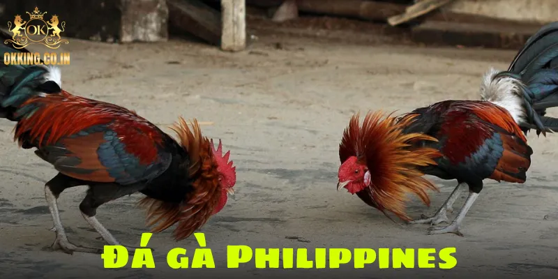 Đá gà Philippines
