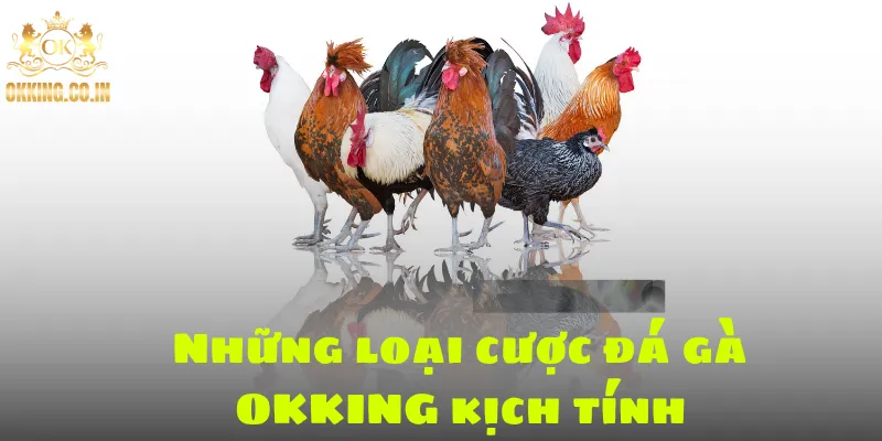 Những loại cược đá gà OKKING kịch tính